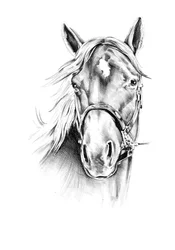 高貴な馬の絵