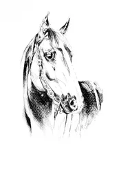 高貴な馬の肖像画