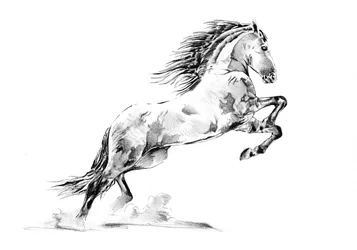 アパルーサ馬の飼育