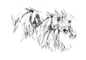 野生の馬の群れ