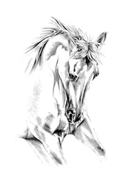 生き生きとした馬の絵