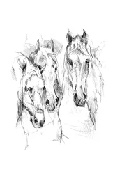 3頭の堂々たる馬