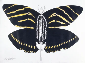 羽蝶, 2004 （紙に色鉛筆）