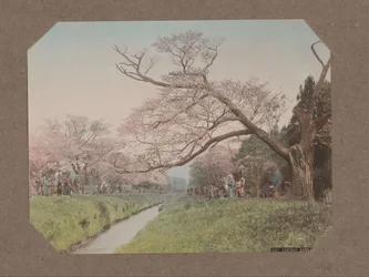 小金井、東京、日本の小川の両側に人と桜
