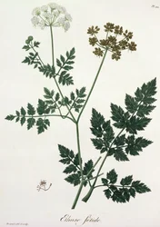 1821年に出版されたジョセフロック（1772-1850）による「植物誌医学」からのAethusa Cynapium