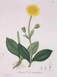 1821年に出版されたジョセフロケス（1772-1850）による「植物誌医学」からのアルニカモンタナ