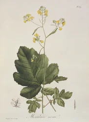 1821年に出版されたジョセフ・ロックス（1772-1850）による「フィトグラフィーメディカル」のブラシカ・ニグラ