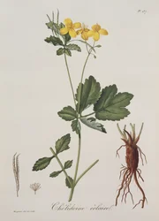 1821年に出版された、Joseph Roques（1772-1850）によるPhytographie Medicaleのセリドニウムマジュス