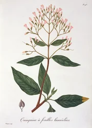 1821年に出版されたジョセフ・ロックス（1772-1850）による「Phytographie Medicale」からのCinchona