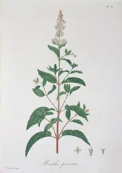 1821年に出版されたジョセフ・ロックス（1772-1850）による「フィトグラフィーメディカル」のメンサ・ピペリタ