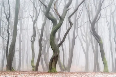 不気味な冬の森