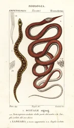 ノコギリバイパー、Echis carinates 1、マダガスカル リーフノーズ ヘビ、Langaha madagascariensis 2