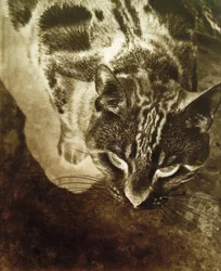 猫（負の控除）