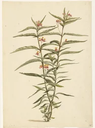 咲くセントジョーンズワート (Asclepias curassavica)