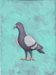 Pigeon c.2023 (キャンバスにアクリル)