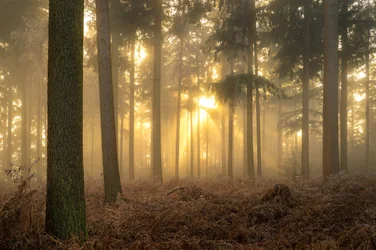 霧の灰、2023年（写真）