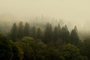 雲の森、2024年（写真）