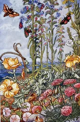 1947年に印刷された「Sea-Shore Life in Britain」のイラスト（カラーリトグラフ）。