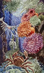 1947年に印刷された「Sea-Shore Life in Britain」のイラスト（カラーリトグラフ）。