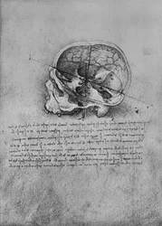 左の頭蓋骨の解剖図、c1480 1945
