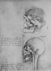 左側のプロファイルにある2つの頭蓋骨の解剖図、c1480 1945