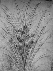 開花ラッシュ、c1480 1945