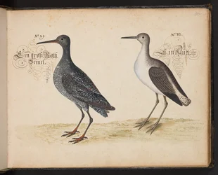 「水鳥、魚類、四つ足の獣、昆虫、ワームの正確な自然描写と線引きであり、ストラスバーグ [ストラスブール] の水域で発見され、私自身が撃ち、扱ったものです。レナード・ボールドナー、ストラスバーグの漁師と市民 "、c