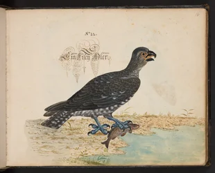 "An exact natural description and Delineation of the Water-Fowls, Fishes, Fourfooted Beasts, Insect, and Worms, which are found in the waters at Strassburg [Strasbourg], which I myself shot and handled. Leonard Baldner, Fisher and Citizen in Strassburg", c