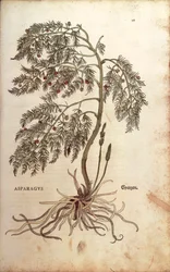 アスパラガス（Asparagus officinalis）Leonhart Fuchs著 「De historia stirpium commentarii insignes（植物の歴史に関する注目すべき解説書）」より カラーの彫刻版