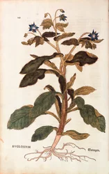 Borage - Borago officinalis (Buglossum) by Leonhart Fuchs from De historia stirpium commentarii insignes (Notable Commentaries on the History of Plants), colored engraving