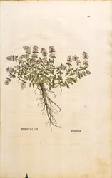 ブレックランドまたはワイルドタイム（Thymus serpyllum）、Leonhart Fuchsによるカラーエングレーヴィング