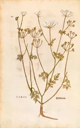 Caraway - Carum carvi (Caros) Leonhart Fuchs著 「De historia stirpium commentarii insignes (Notable Commentaries on the History of Plants)」より 色彩彫刻