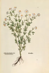 カモミール - Matricaria chamomilla (Chamaemelum leucanthemum) by Leonhart Fuchs, De historia stirpium commentarii insignes (Notable Commentaries on the History of Plants), カラー・エングレーヴィング。