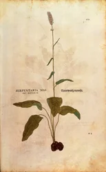 コモンビストート - Persicaria bistorta or Bistorta polygonum (Serpentaria mas seu bistorta) by Leonhart Fuchs from De historia stirpium commentarii insignes (Notable Commentaries on the History of Plants) カラーのエングレーヴィング。