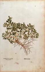 レオンハルト・フックスによる「Paruslaca oleracea（Portulaca sylvestris）」（「De historia stirpium commentarii insignes（Notable Commentaries on the History of Plants）」より）、彩色済み彫刻。