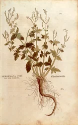 Verbena officinalis (Verbenaca supina sive foemina) by Leonhart Fuchs 「De historia stirpium commentarii insignes (Notable Commentaries on the History of Plants)」のカラーエングレーヴィング。