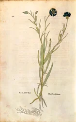 ヤグルマギク（Centaurea cyanus）：Leonhart Fuchs著「De historia stirpium commentarii insignes（植物の歴史についての注目すべき解説）」より、カラーのエングレーヴィング。