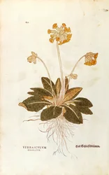 カウスリップ - Primula veris officinalis (Verbasculum odoratum) by Leonhart Fuchs, De historia stirpium commentarii insignes (Notable Commentaries on the History of Plants), カラー・エングレーヴィングより