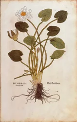 ヨーロピアンホワイトウォーターリリー（白蓮） - Nymphaea alba（Nymphaea candida） by Leonhart Fuchs, De historia stirpium commentarii insignes (Notable Commentaries on the History of Plants)のカラーエングレーヴィング。