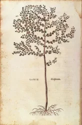 ヨーロッパカラマツ（Larix decidua）Leonhart Fuchsによる「De historia stirpium commentarii insignes（植物の歴史に関する注目すべき解説）」のカラーエングレービング