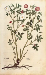 常緑の薔薇（Rosa sempervirens） by Leonhart Fuchs （「植物の歴史に関する注目すべき論評」より）、彩色済みエングレーヴィング