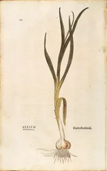 Garlic - Allium sativum (Allium hortense) by Leonhart Fuchs, De historia stirpium commentarii insignes (Notable Commentaries on the History of Plants), colored engraving