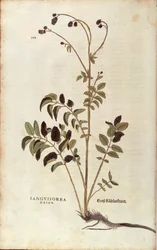 Leonhart Fuchsによる「De historia stirpium commentarii insignes (Notable Commentaries on the History of Plants)」のカラーエングレーヴィングによる「オオバタン」（Sanguisorba officinalis