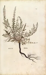 ヘザー - Calluna vulgaris (Erice) by Leonhart Fuchs from De historia stirpium commentarii insignes (Notable Commentaries on the History of Plants), colored engraving