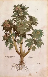 Henbane - Hyoscyamus niger (Hyoscyamus flavus) by Leonhart Fuchs from De historia stirpium commentarii insignes (Notable Commentaries on the History of Plants) カラーの彫刻作品。