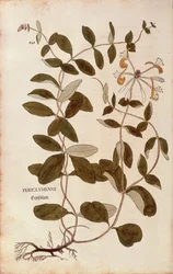 ハニーサックル（Lonicera periclymenum）Leonhart Fuchs著、『De historia stirpium commentarii insignes（植物の歴史に関する注目すべき解説）』より、カラーのエングレーヴィング。