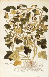 アイビー（Hedera helix nigra aurea）、Leonhart Fuchs著、『De historia stirpium commentarii insignes（植物の歴史に関する注目すべき解説）』より、カラーのエングレーヴィング。