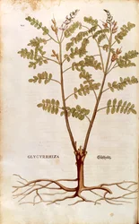 リコリス（Glycyrrhiza glabra）：Leonhart Fuchs著『De historia stirpium commentarii insignes（植物の歴史に関する注目すべき解説）』のカラーエングレーヴィング。