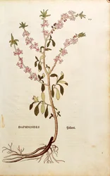 Mezereon - Daphne mezereum (Daphnoides)、Leonhart Fuchs著、「De historia stirpium commentarii insignes (Notable Commentaries on the History of Plants)」より、彩色された彫刻作品。