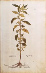 Pellitory-of-the-wall or lichwort - Parietaria officinalis (Helxine) by Leonhart Fuchs from De historia stirpium commentarii insignes (Notable Commentaries on the History of Plants) coloured engraving